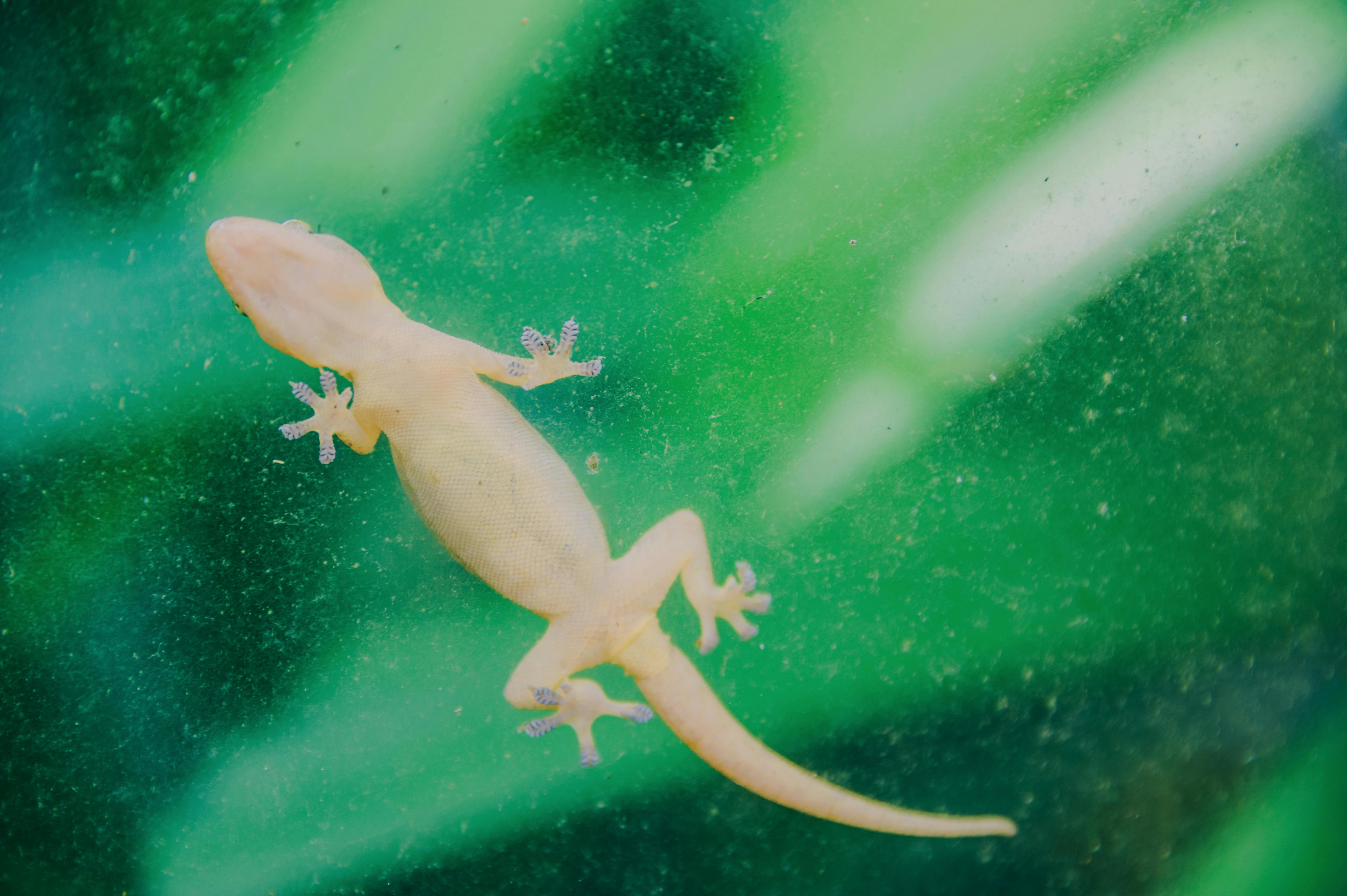 En gekko i belyst terrarie. Reptilterrarie med planter, dekorationer, med gekko eller andet firben der sidder på glasset.