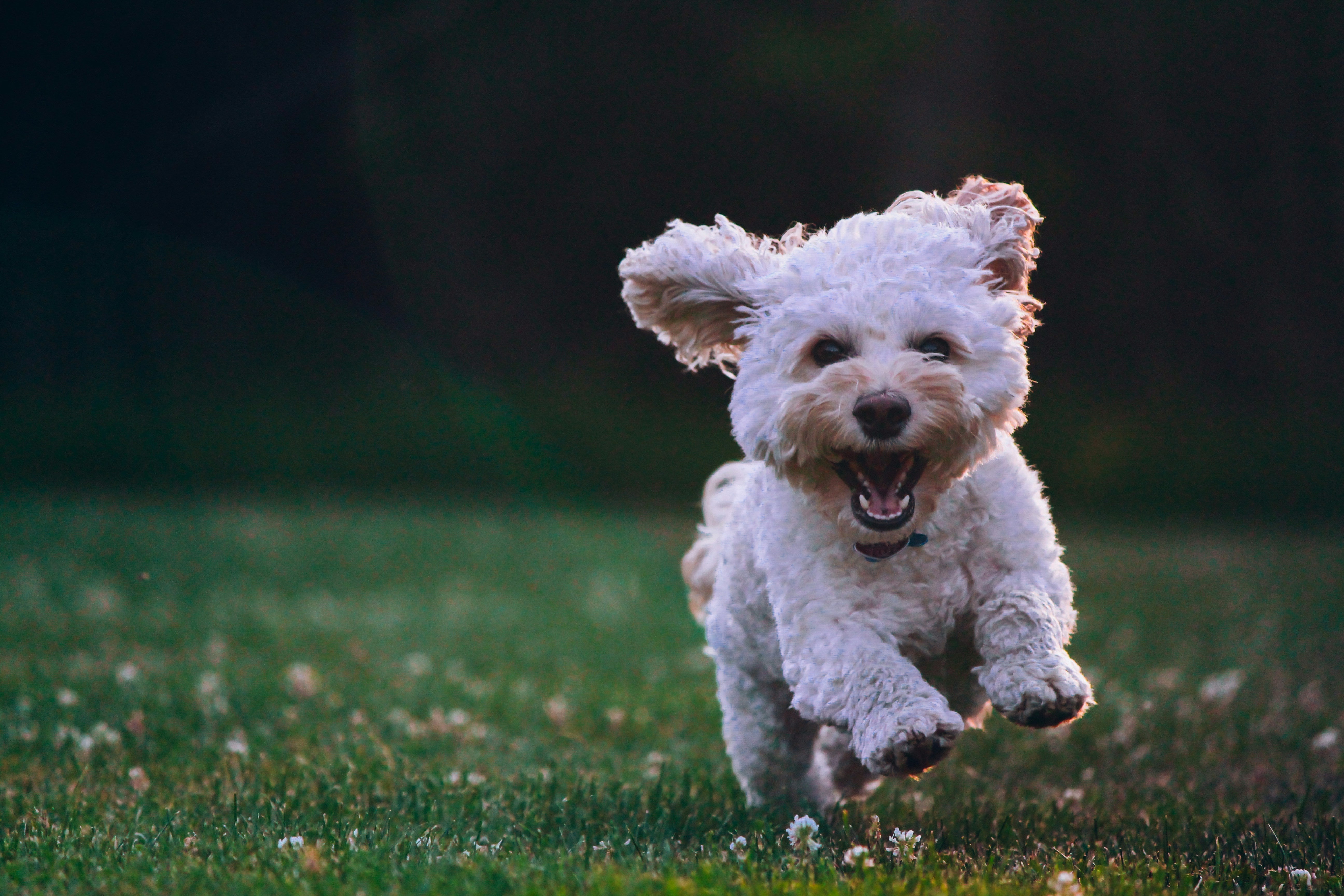 Hvilket hundefoder er bedst til din hund? 🐶🍖
