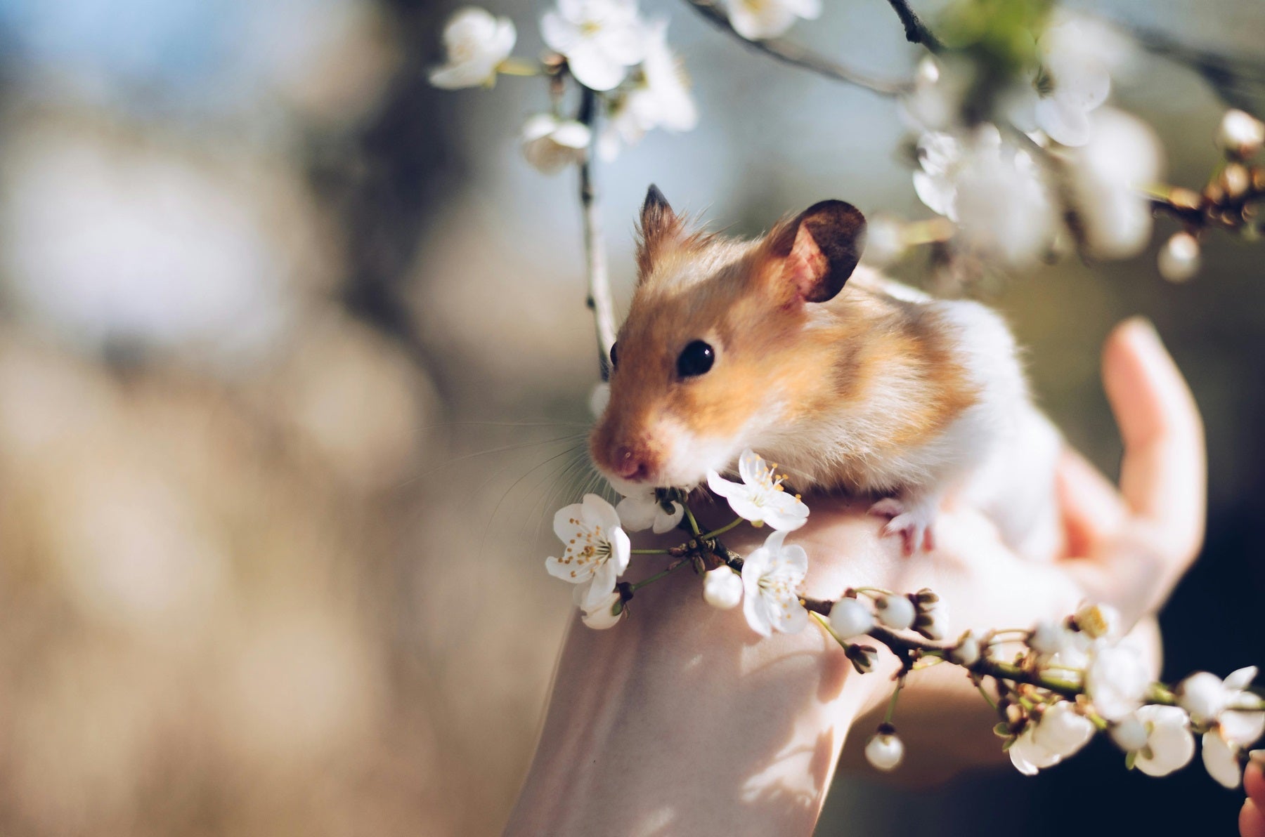 Overvejer du et hamster? Her er hvad du skal vide!