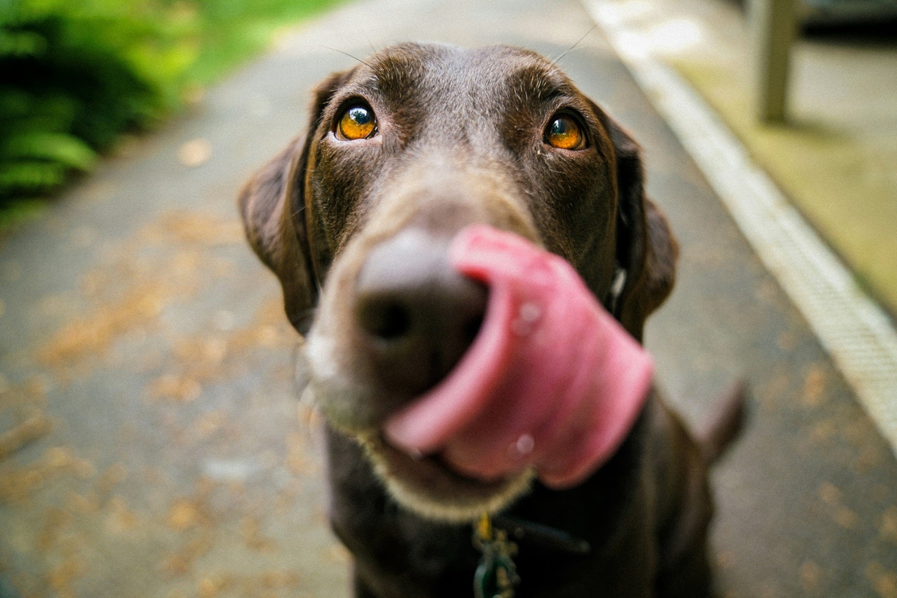 Fordele ved Naturlige Hundesnacks – Giv Din Hund Sundhed i Hver Bid