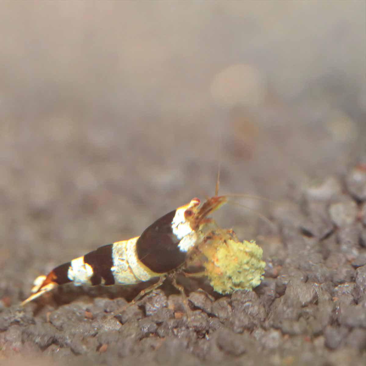 152.1016_image6